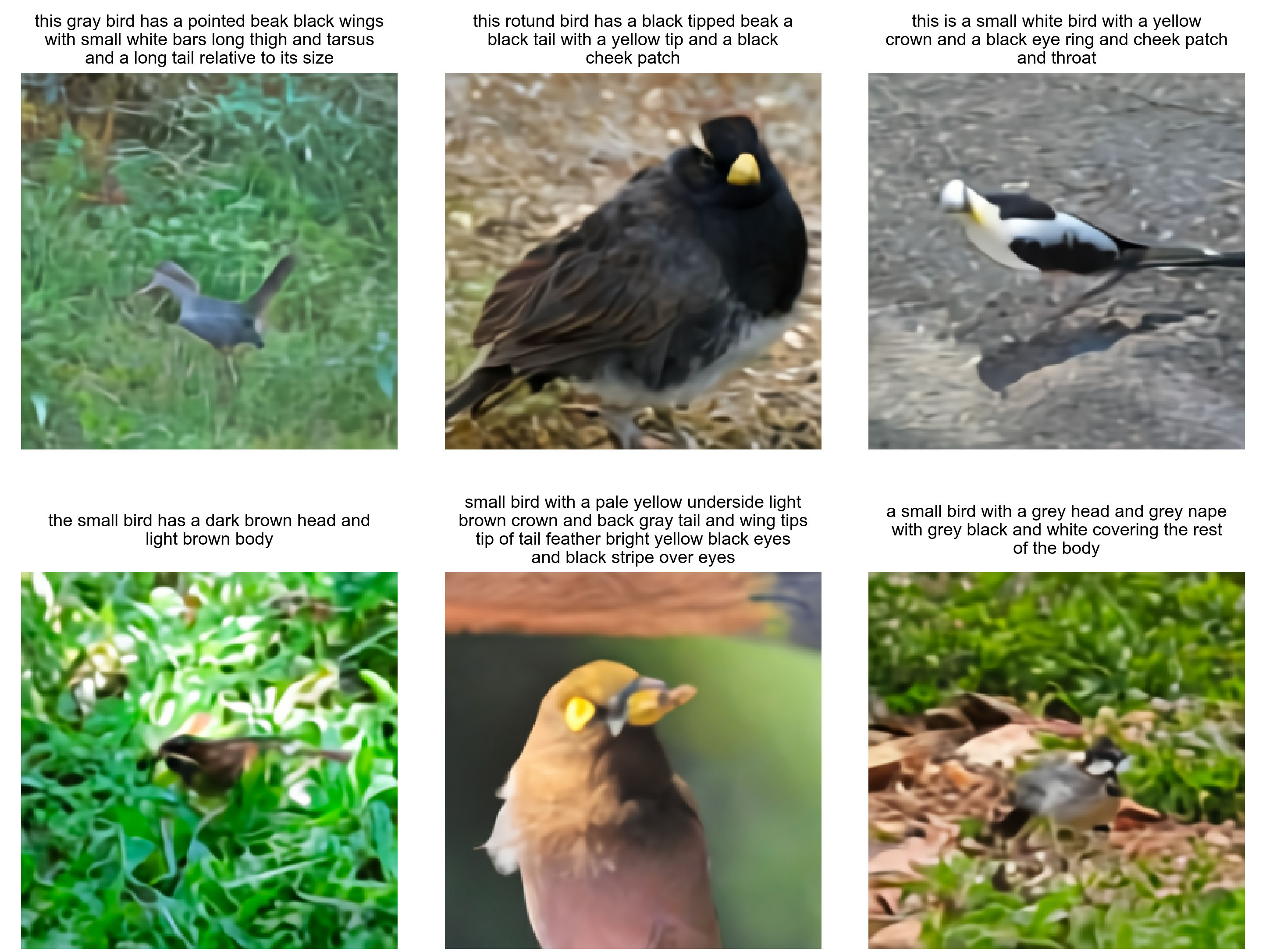 **Figure 8:** Zero-shot samples from our model on the CUB dataset.