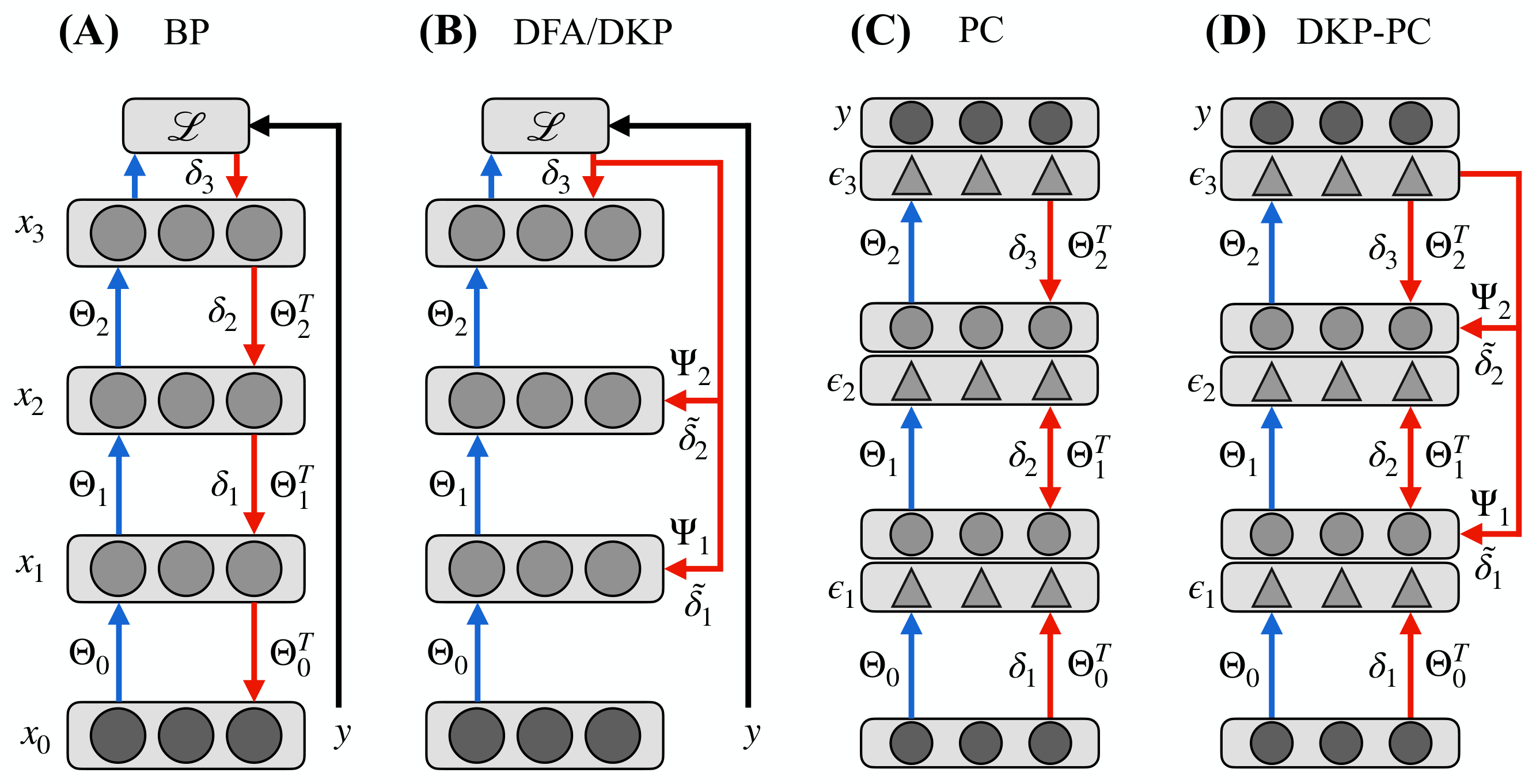 **Figure 1:** DKP-PC embeds DKP within the PC framework to address the error feedback delay and exponential decay issues of PC. Blue arrows represent forward connections, red arrows represent feedback connections. Neural activities are shown as gray circles, with clamped values in darker gray; $x_0$ denotes the input and $y$ the target. $\mathcal{L}$ is the loss function, $\delta_\ell$ are the BP errors, $\tilde{\delta}_\ell$ their approximations, and $\epsilon_\ell$ the PC error neurons, represented as triangles. (A) BP propagates the global error sequentially. (B) DFA and DKP propagate the error directly from the output to each layer. (C) PC minimizes local errors through an inference phase, followed by a learning phase that updates weights. (D) DKP-PC employs direct feedback to deliver instantaneous error signals to every layer, accelerating error propagation during the PC inference phase while preserving the locality of weight updates.