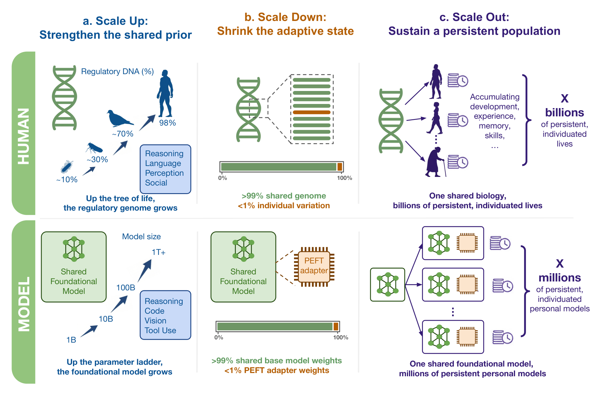 **Figure 1:** The three scaling axes of PEFT, illustrated through a biological analogy. **(a) Scale Up.** As organisms grow more complex up the tree of life, the fraction of regulatory DNA increases, from roughly 10% in simple organisms to 98% in humans ([1]), enabling richer reasoning, perception, and social behavior. Analogously, larger foundation models unlock capabilities such as reasoning, code, vision, and tool use that make small local updates more powerful. **(b) Scale Down.** Human individuals share more than 99% of their genome ([2]); the differences that make each person distinct amount to less than 1% of the total. A PEFT adapter occupies a similarly small fraction of the base model weights, and carries the local adaptive state that distinguishes one personal model from another. **(c) Scale Out.** One shared biology supports billions of persistent, individuated human lives, each accumulating its own development, experience, memory, and skills. One shared foundation model can support millions of persistent personal model instances in the same way, each shaped by its own history and each a member of a larger population.