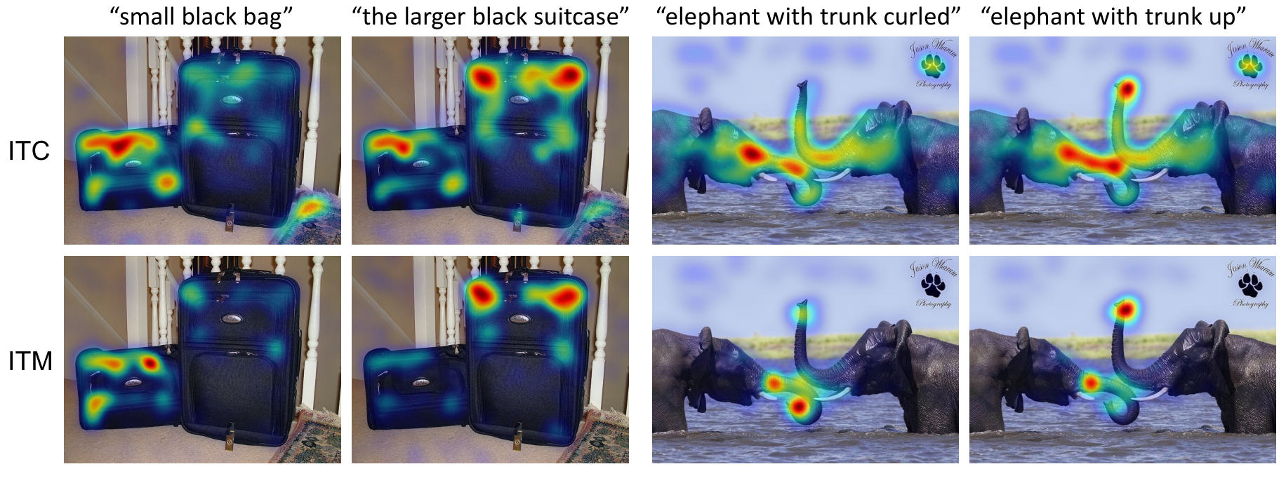 **Figure 7:** Grad-CAMs from the multimodal encoder capture finer-grained details such as "larger" and "curled".