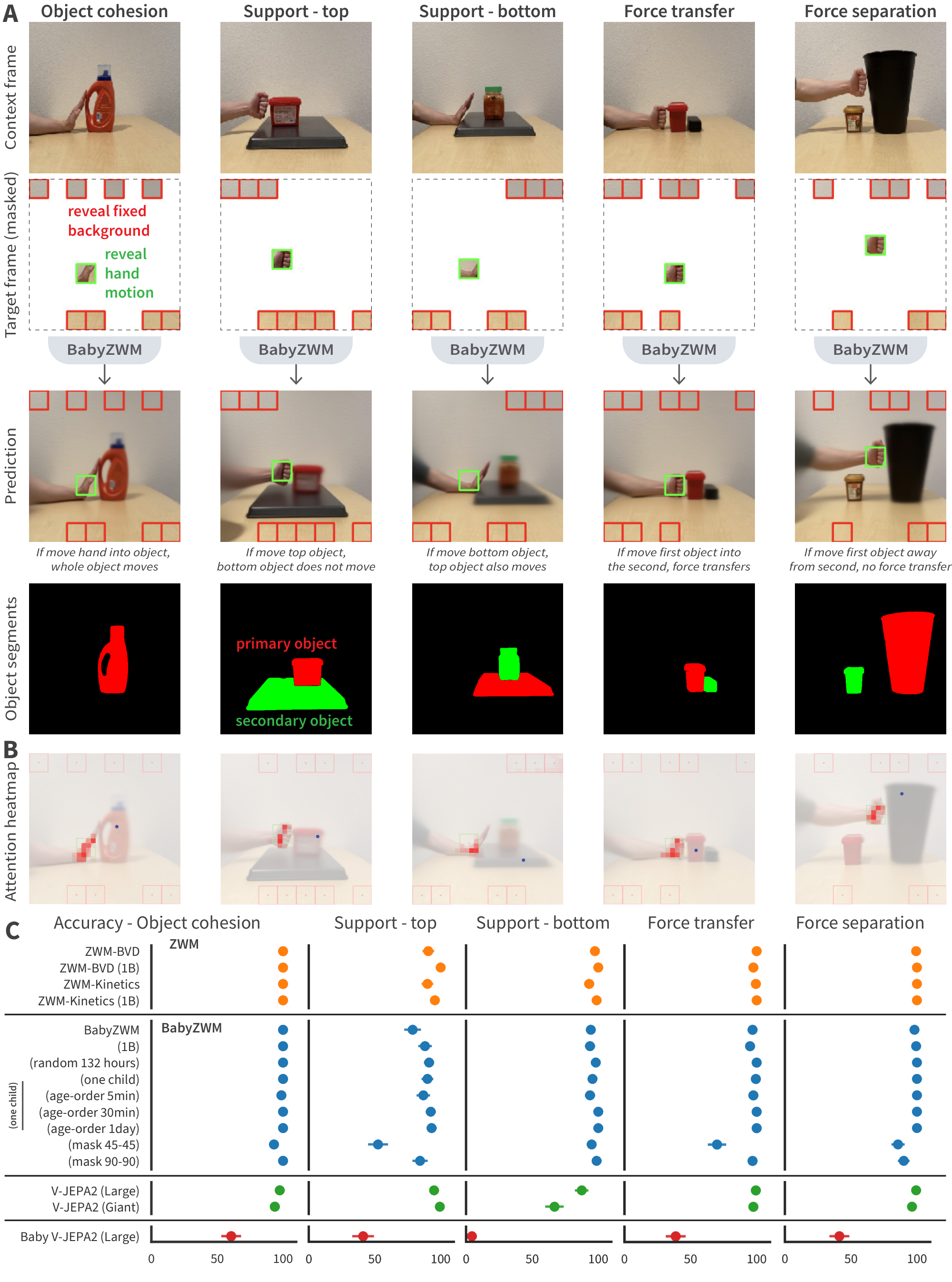 **Figure 3:** **BabyZWM exhibits object knowledge and intuitive physics.** (**A**) Short-timescale benchmark testing cohesion, support (move top/bottom object), force transfer, and force separation; given a context frame and a few target patches, predict remaining patches. (**B**) Interpretability methods reveal attention heads that track the hand (causal agent) when predicting the target object (marked with a blue point). (**C**) ZWM, BabyZWM, and V-JEPA2 near 100% across categories; Baby V-JEPA2 does not.
