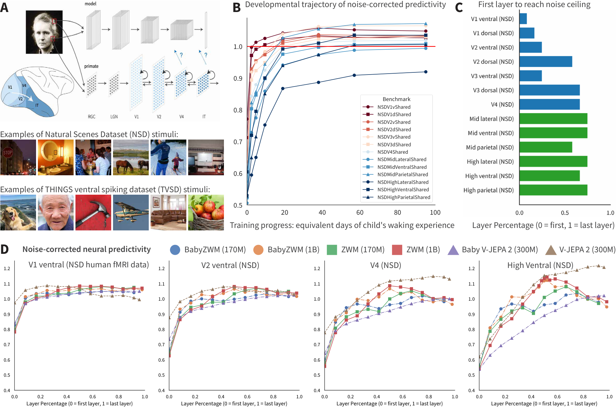**Figure 5:** **BabyZWM successfully develops internal representations that align with neural responses from human fMRI and macaque electrophysiology datasets.** (**A**) Neural predictivity schematic [39], with example images from NSD and TVSD. (**B**) Developmental trajectory: BabyZWM's neural predictivity for early visual areas increases quickly in training, while it takes longer for the later areas, exhibiting an "early-first" developmental trajectory. We observe this both in the steeper slope for neural predictivity of V1 than higher regions, as well as neural predictivity reaching V1's noise ceiling at an earlier checkpoint. (**C**) For various visual areas in the brain, we plot the first layer of BabyZWM that reaches the noise ceiling. For earlier cortical regions, earlier model layers reach the noise ceiling, whereas later cortical regions align with deeper layers. This exhibits neuroanatomical consistency with several accounts of hierarchical visual organization. (**D**) Detailed plots for noise-corrected neural predictivity for the ventral stream for NSD human fMRI.