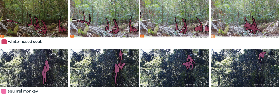 **Figure 18:** Example annotations from the SA-FARI dataset.