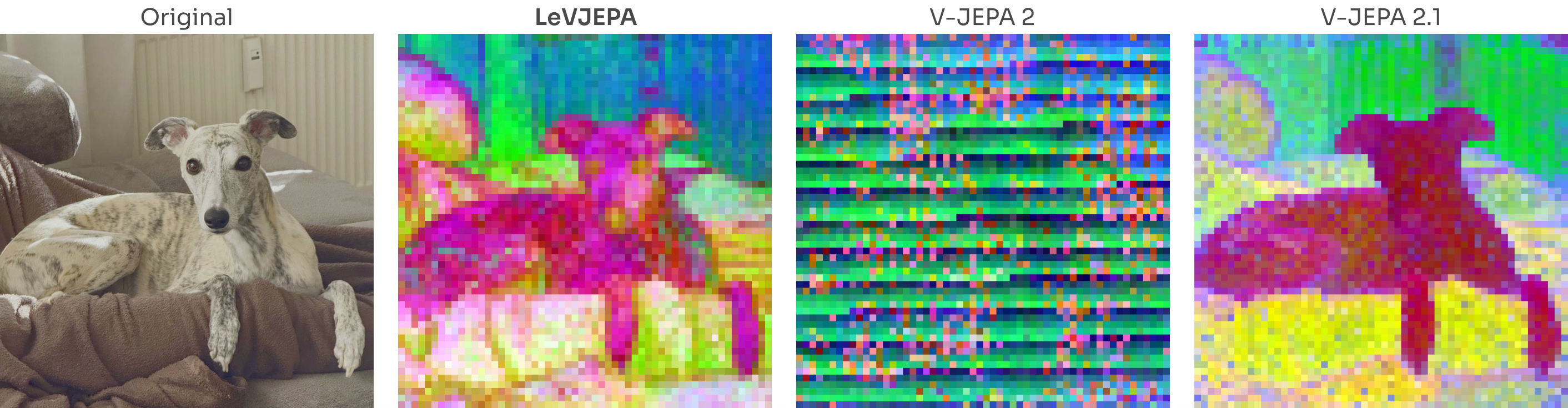**Figure 3:** **Patch-token PCA across methods.** The three leading principal components of the patch-token representations, visualized as RGB, for the same input image. LeVJEPA yields a decomposition that cleanly separates the animal from the surrounding furniture and background, comparable to that of V-JEPA 2.1, which obtains its dense structure through an explicitly introduced auxiliary patch-level loss ([10]). V-JEPA 2, trained without such a loss, exhibits no comparable token-level organization. In LeVJEPA, this structure emerges although the training objective supervises only the `[cls]` token and no patch-level supervision is applied.