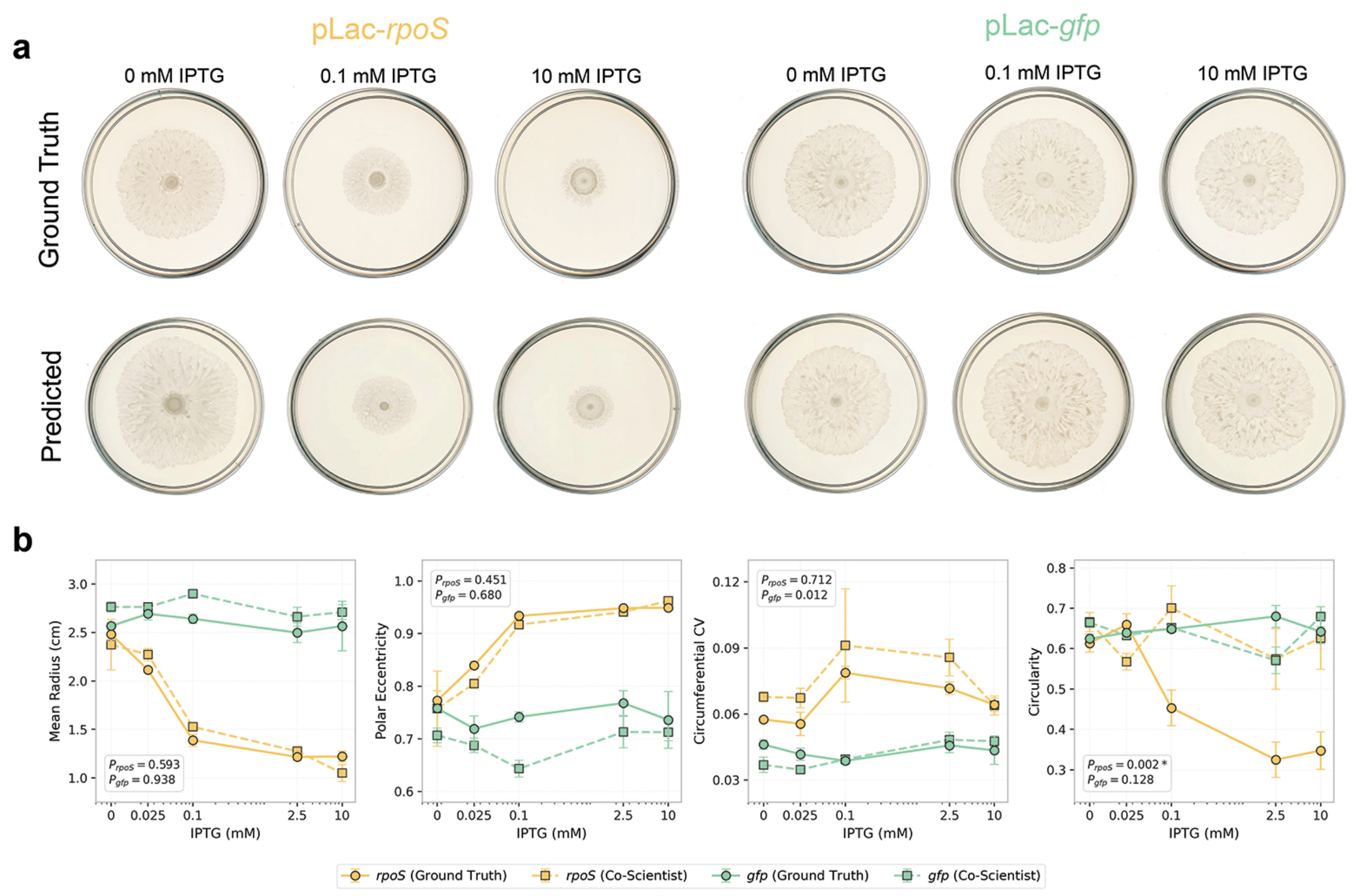 **Figure 5:** **Comparison of ground-truth and Co-Scientist-predicted swarm colonies.** **a,** Representative images of 24-hour swarm colonies formed by *E. coli* pLac-*rpoS* (yellow) and pLac-*gfp* (control, green) on agar supplemented with select IPTG concentrations. Top row: ground-truth; bottom row: Co-Scientist-predicted. **b,** Morphological features extracted from both datasets using an identical segmentation and feature-extraction pipeline. pLac-*rpoS* colonies show IPTG-dependent morphological changes that are largely captured by the generated images, while pLac-*gfp* features remain largely unchanged across conditions in both datasets. Plotted points represent the mean of *n* = 4–5 biological replicates (swarm colonies) for both the ground-truth and Co-Scientist-generated datasets; error bars represent standard errors of the mean (SEM).