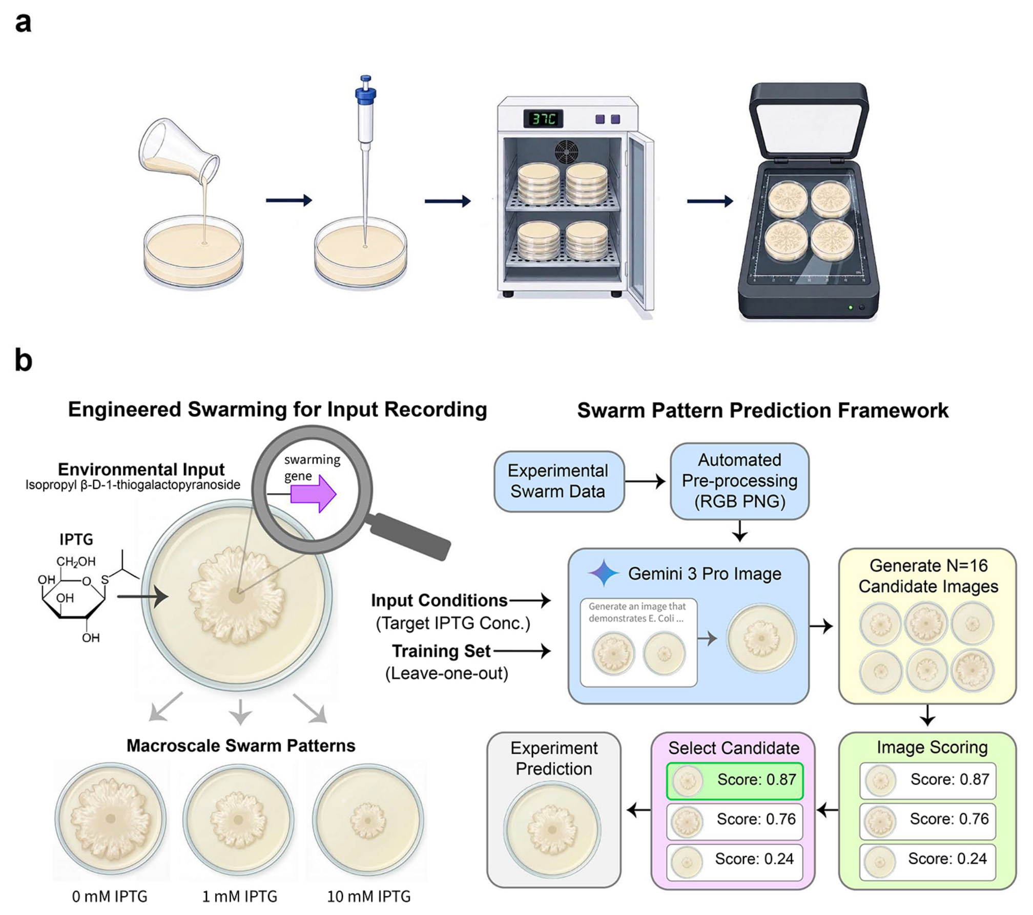 **Figure 4:** **Workflow for experiment outcome prediction of *E. coli* swarming behavior.** **a,** Swarming assay and imaging workflow. Swarming agar plates were prepared, inoculated at the center with bacterial cultures, incubated at $37^\circ\text{C}$ for 24 hours, and imaged using a high-resolution flatbed scanner. **b,** Schematic of the experimental system, where the chemical inducer IPTG modulates expression of a swarming regulator, such as *rpoS*, via an inducible pLac promoter. *E. coli* engineered with such genetic circuits produce distinct macroscale colony morphologies on swarming medium supplemented with varying IPTG concentrations. Co-Scientist-generated computational pipeline, in which experimental swarm images are preprocessed and provided to Gemini 3 Pro Image using a leave-one-out interpolation strategy. For each target condition, the model generates $N=16$ candidate predictions, which are scored by a secondary evaluator, with the highest-scoring prediction selected as the final output.