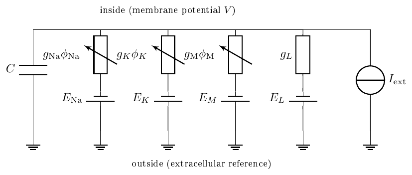 **Figure 20:** **The Hodgkin–Huxley equivalent circuit Equation (19).** The membrane is a capacitor $C$; each ion channel is a branch with a variable conductance $g_c\phi_c$ (opening/closing gates $\phi_c$) in series with a battery $E_c$ (the reversal potential). The injected current $I_{\mathrm{ext}}$ charges the capacitor and flows through the open channels; a *blocker* deletes a branch ($g_c{\to}0$). Which branches are present is the *structure*; the conductances $g_c$ are the *parameters*.