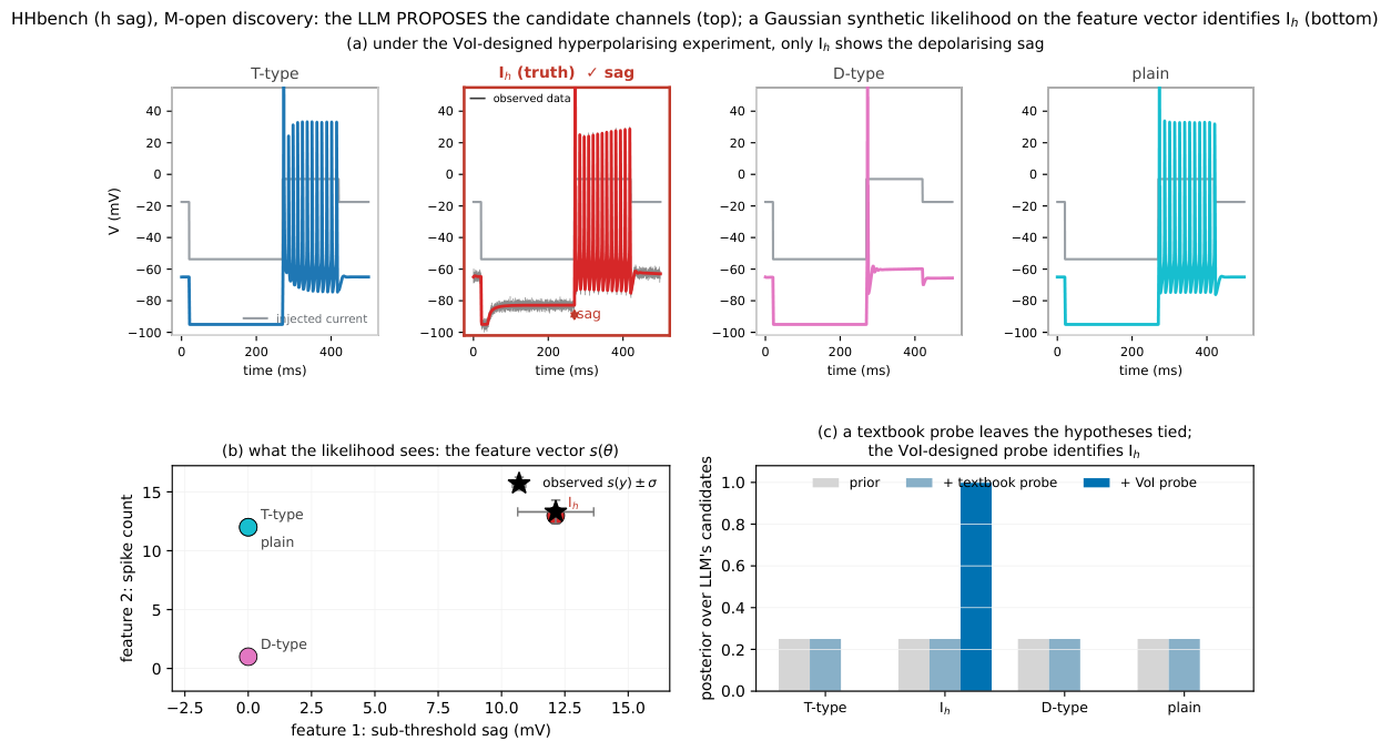 **Figure 24:** **$\mathcal{M}$-open structure discovery on $\textsc{NeuronBench}$** ($\textsc{h-sag}$ world). The LLM is given only the phenotype and *proposes* the candidate channel mechanisms; they are mapped onto four dynamical hypotheses (the truth $I_h$ is not revealed). *(a)* Under the VoI-designed experiment — a hyperpolarising conditioning step (grey, injected current) then a depolarising test — only $I_h$ (red) shows the slow depolarising *sag* during hyperpolarisation; the T-type, D-type, and plain candidates stay pinned at the hyperpolarised floor. *(b)* *What the likelihood actually sees*: the feature vector $s(\theta)=(sag, \ spike count)$ for each candidate (coloured points) and the observed features $s(y)\pm\sigma$ (black star). The Gaussian synthetic likelihood scores only these two numbers — not the raw trace — and the observed point coincides with $I_h$, the only candidate with a large sag. *(c)* The posterior over the LLM's own candidate set: uniform at the prior, *unmoved* by a textbook probe (which cannot distinguish them), and collapsed onto $I_h$ after the single VoI-designed probe. Together with Figure 25 this exercises the whole loop — LLM proposal, $\mathcal{M}$-open selection, then parameter refinement — on $\textsc{NeuronBench}$.