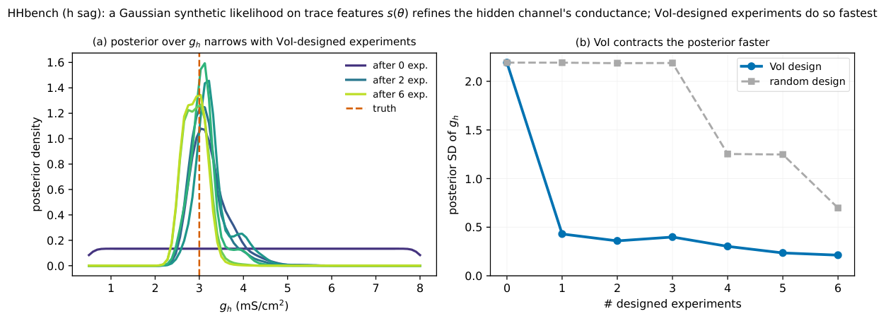 **Figure 25:** **Parameter refinement on $\textsc{NeuronBench}$** ($\textsc{h-sag}$ world: a hidden hyperpolarisation-activated $I_h$ current, the second half of the discover-then-refine loop begun in Figure 24). Once the mechanism is identified, its maximal conductance $g_h$ is inferred from the *Gaussian synthetic likelihood* on trace features $s(\theta)$ (the gating kinetics are held fixed, per Table 14); because the model is deterministic this likelihood needs no simulation-based estimation. *(a)* The posterior over $g_h$ contracts from the uniform prior onto the truth (dashed) as VoI-designed experiments accumulate. *(b)* VoI — which selects the hyperpolarising probes that make the sag, and hence $s(\theta)$, depend on $g_h$ — contracts the posterior standard deviation ${\sim}8\times$ in a single experiment, whereas random design, spending most probes on uninformative depolarising steps, lags several-fold. The menu here is augmented with a battery of hyperpolarising steps at different depths.