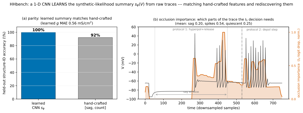 **Figure 26:** **Learning the $\textsc{NeuronBench}$ synthetic-likelihood summary from raw traces** (proof-of-concept; runs on a laptop). A 1-D CNN encoder $s_\phi(V_{1:T})$ is trained on simulated $(m, g)\!\to\!V$ traces to classify the channel structure and regress its conductance. *(a)* On held-out traces the learned summary identifies the structure at $100\%$ — above the hand-crafted $[\text{sag}, \text{spike-count}]$ baseline ($92\%$) — and recovers $g$ to $0.56\ \mathrm{mS/cm^2}$ MAE. *(b)* *Occlusion* importance for the $I_h$ class (orange, right axis: normalised drop in the $I_h$ logit when each time window of the input is masked) over a noise-free $I_h$ trace (black) that concatenates two protocols (separated by the dash-dot line): a hyperpolarising step $+$ release (the $I_h$ *sag* window marked by the grey dotted bars) and a depolarising step. The decision rests on the *spike* windows (the rebound burst and the depolarising spike train; mean importance $0.54$), not the sub-threshold sag ($0.20$) or the quiescent stretches ($0.25$): the network rediscovers that the $\{n_k\}$ spike-count features carries the discriminative signal. ($I_h$ is the hyperpolarisation-activated inward (HCN) current; the "sag" is its slow depolarising recovery during a hyperpolarising step. A raw input-gradient saliency is near-uniform here and thus omitted.)