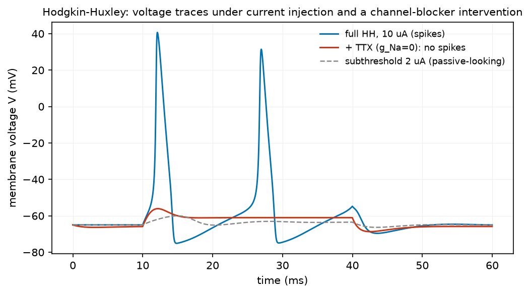 **Figure 19:** **Example spike traces from a single neuron under different conditions.** Membrane voltage under current injection: a supra-threshold step ($10\, \mu$ A) elicits overshooting action potentials (blue); the sodium blocker TTX ($g_{\mathrm{Na}}{=}0$, a $\mathrm{do}$ on the mechanism) abolishes them (red); a sub-threshold current gives a passive response (grey).