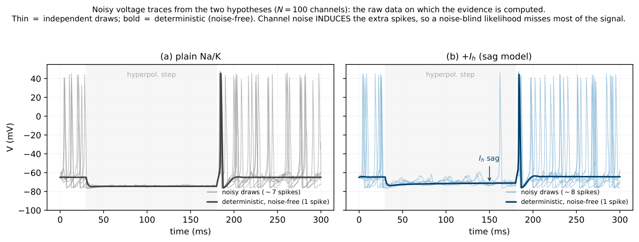 **Figure 27:** **Stochastic-latent $\textsc{NeuronBench}$: the raw data.** Noisy voltage traces from the two competing hypotheses under a moderate hyperpolarising-step protocol, at $N_{\text{noise}}{=}100$ channels (thin: independent draws; bold: the *deterministic*, noise-free trace). *(a)* A plain Na/K cell. *(b)* The same cell plus a hyperpolarisation-activated $I_h$ current (the $\textsc{h-sag}$ model of Table 12), whose only signature is a small depolarising *sag* during the step (arrow). Because that sag is comparable in size to the channel noise, the two hypotheses overlap and cannot be told apart by eye. Note that channel noise *induces* spiking: the deterministic trace fires once where the noisy cell fires ${\sim}7$ times, so a noise-blind (deterministic) likelihood misses most of the signal — the failure mode quantified in Figure 28.