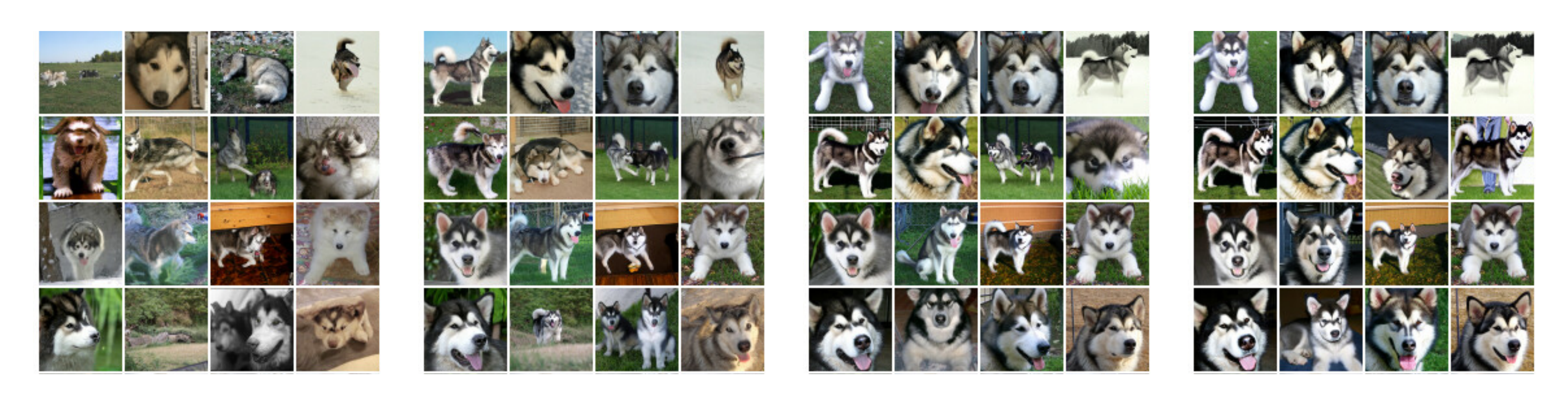 **Figure 1:** Classifier-free guidance on the malamute class for a 64x64 ImageNet diffusion model. Left to right: increasing amounts of classifier-free guidance, starting from non-guided samples on the left.