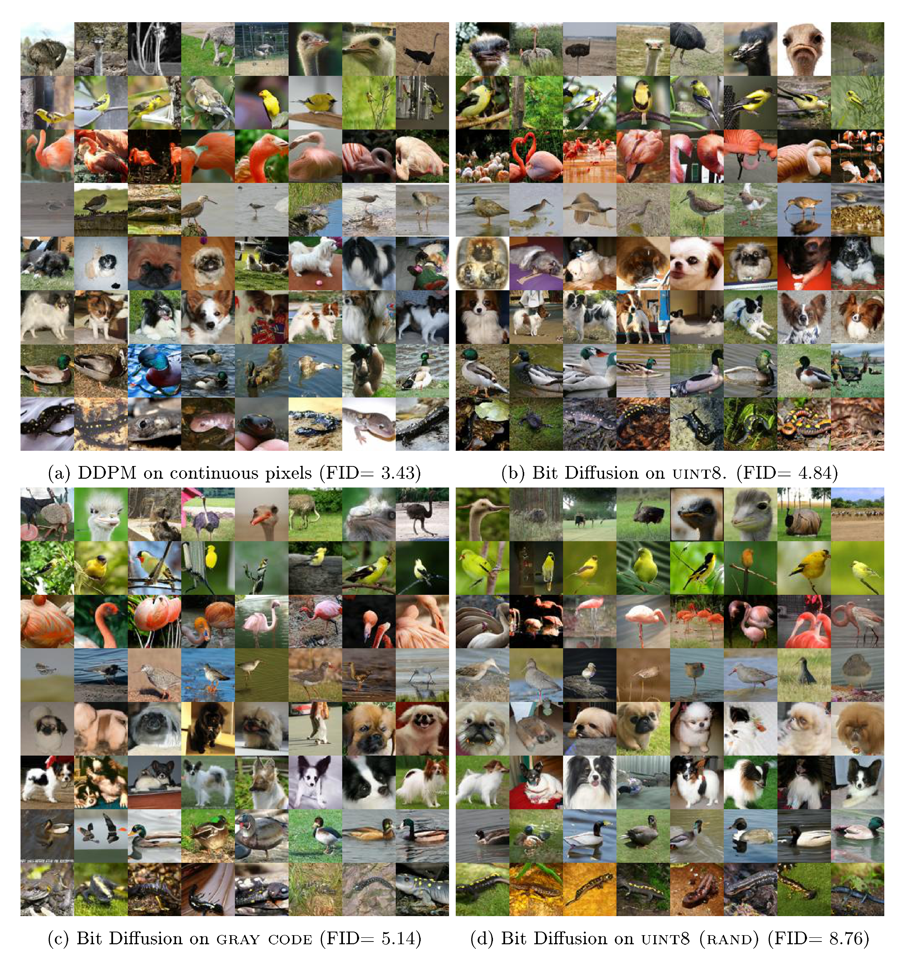 **Figure 4:** Class-conditional generations on continuous v.s. discrete ImageNet 64 $\times$ 64. Each row represents random samples conditioned on a class, and the classes are adopted from ([24]), namely, $9$ : ostrich, $11$ : goldfinch, $130$ : flamingo, $141$ : redshank, $154$ : pekinese, $157$ : papillon, $97$ : drake and $28$ : spotted salamander. More samples from random classes are shown in Figure 11.
