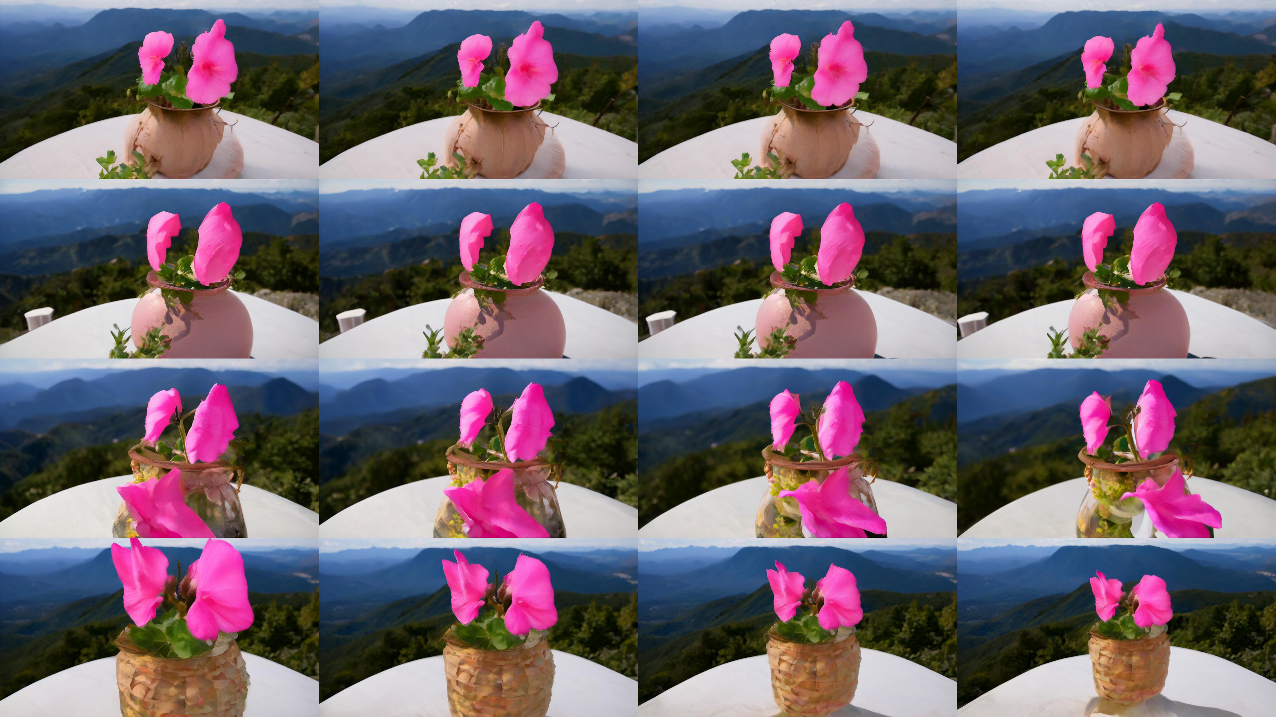 **Figure 21:** Text-to-video samples using the prompt "Flowers in a pot in front of a mountainside" (for spatial cross-attention). We adjust the camera control by replacing the prompt in the temporal attention using "", "panning", "rotating", and "zooming" (from top to bottom). While not being trained for this inference task, the model performs surprisingly well.