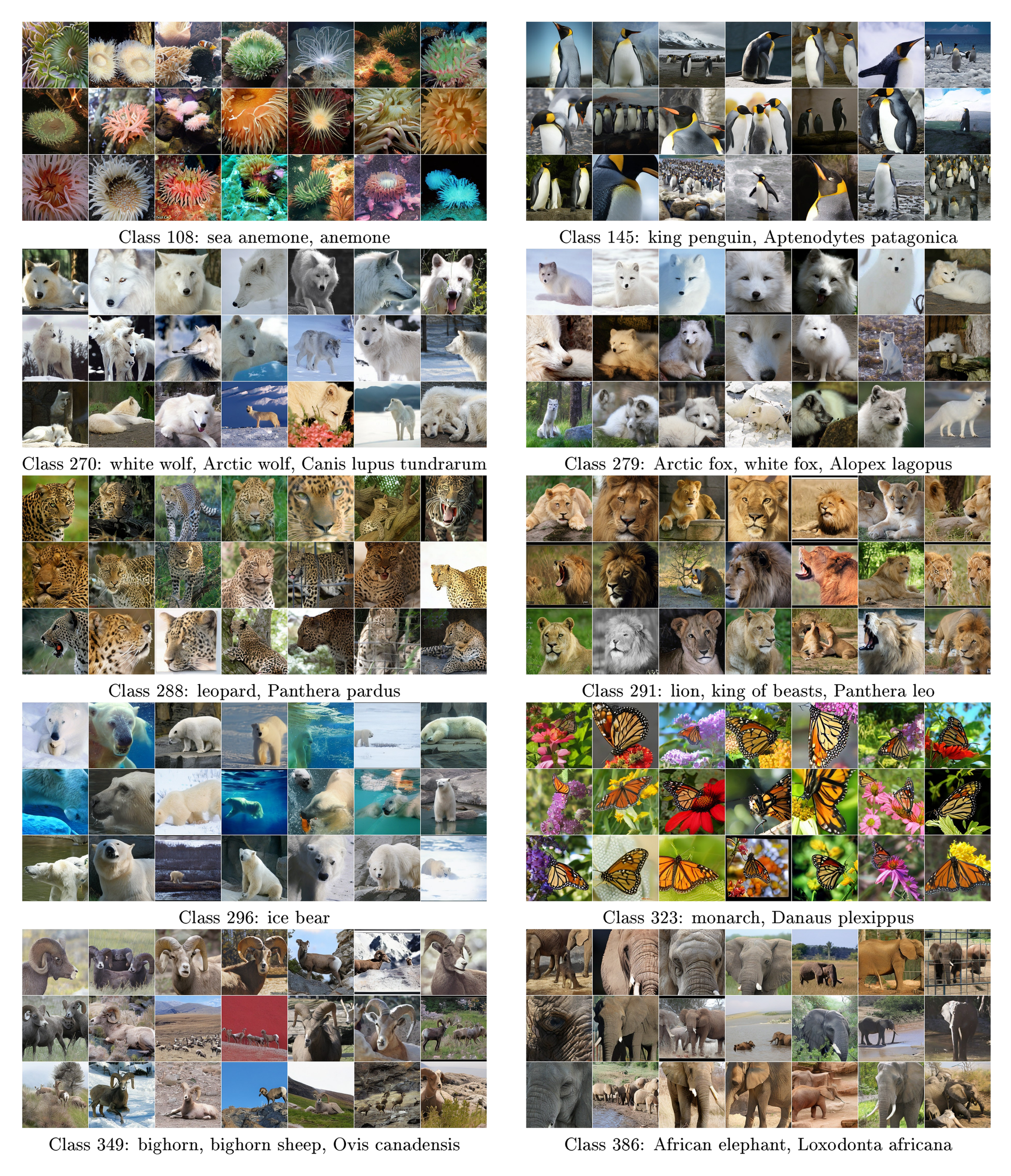 **Figure 13:** **Uncurated samples from our latent-L/2 model with CFG = 1.0 (page 2/4).** FID = 1.54, IS = 258.9.