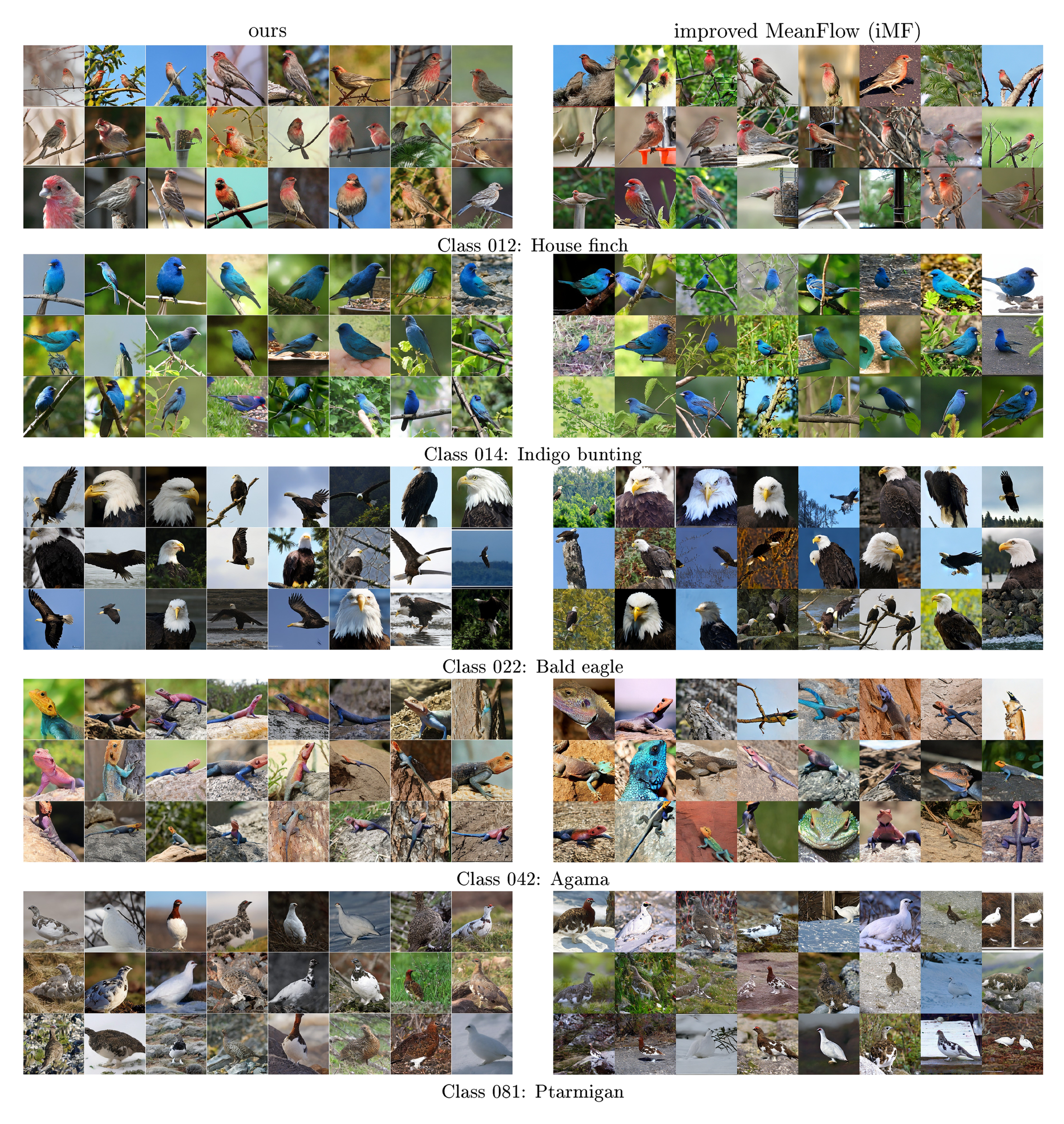**Figure 16:** **Side-by-side comparison with improved MeanFlow (iMF) [40] (page 1/5).** Uncurated samples from our method (left) and iMF (right) on **all** ImageNet classes visualized in the iMF paper. Both methods generate images with a single neural function evaluation (1-NFE). The iMF visualizations use CFG $\omega{=}6.0$ and interval $[t_\text{min}, t_\text{max}]{=}[0.2, 0.8]$, achieving FID 3.92 and IS 348.2 (DiT-XL/2). For fair comparison, we set the CFG scale to match the IS of iMF visualizations, which leads to FID 3.01 and IS 354.4 (at CFG=1.5) for our method (DiT-L/2).