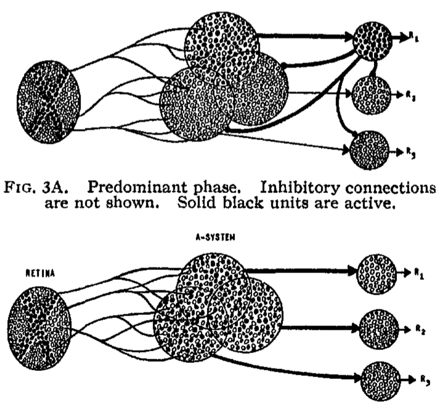 FIG. 3. Phases of response to a stimulus. FIG. 3A. Predominant phase. Inhibitory connections are not shown. Solid black units are active. FIG. 3B. Postdominant phase. Dominant subset suppresses rival sets. Inhibitory connections shown only for $R_1$.