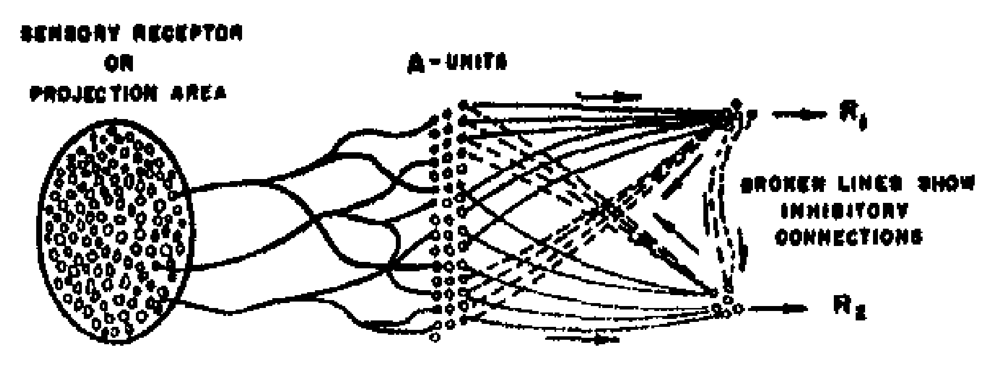 FIG. 2A. Schematic representation of connections in a simple perceptron.