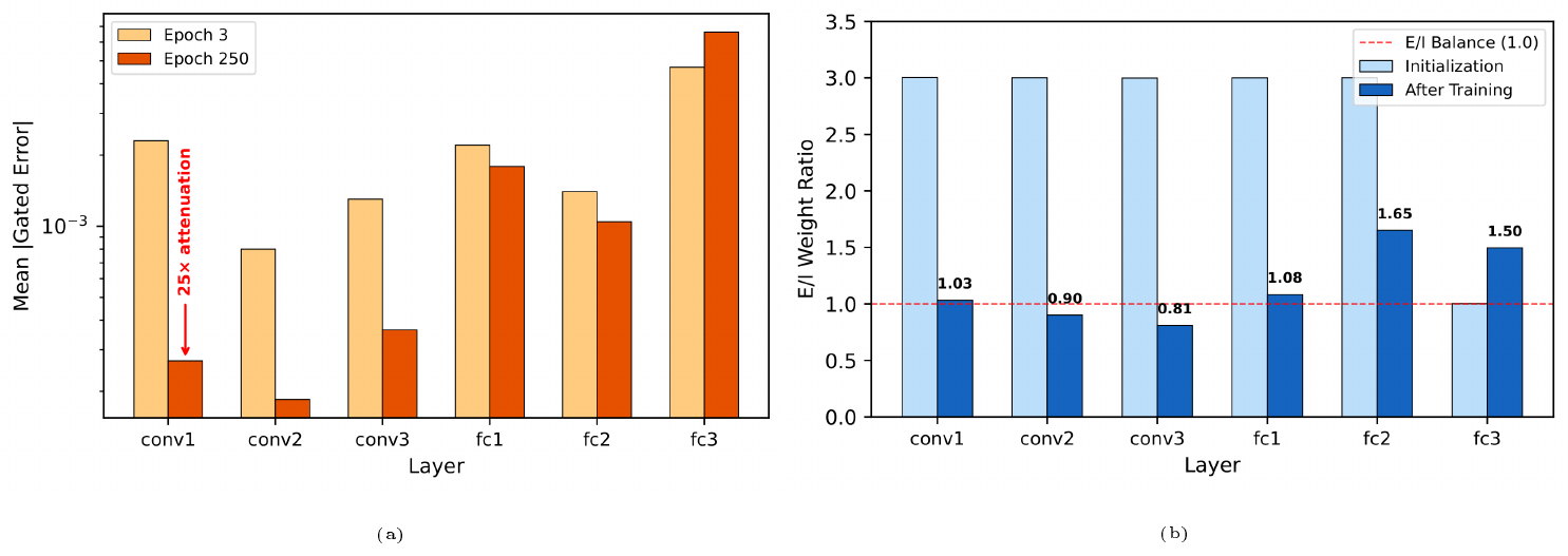 **Figure 6:** Post-hoc analyses of the proposed ED model on CIFAR-10. (a) Local surrogate gradient attenuation across layers. (b) Emergent E/I balance from asymmetric initialization toward biological-like equilibrium.