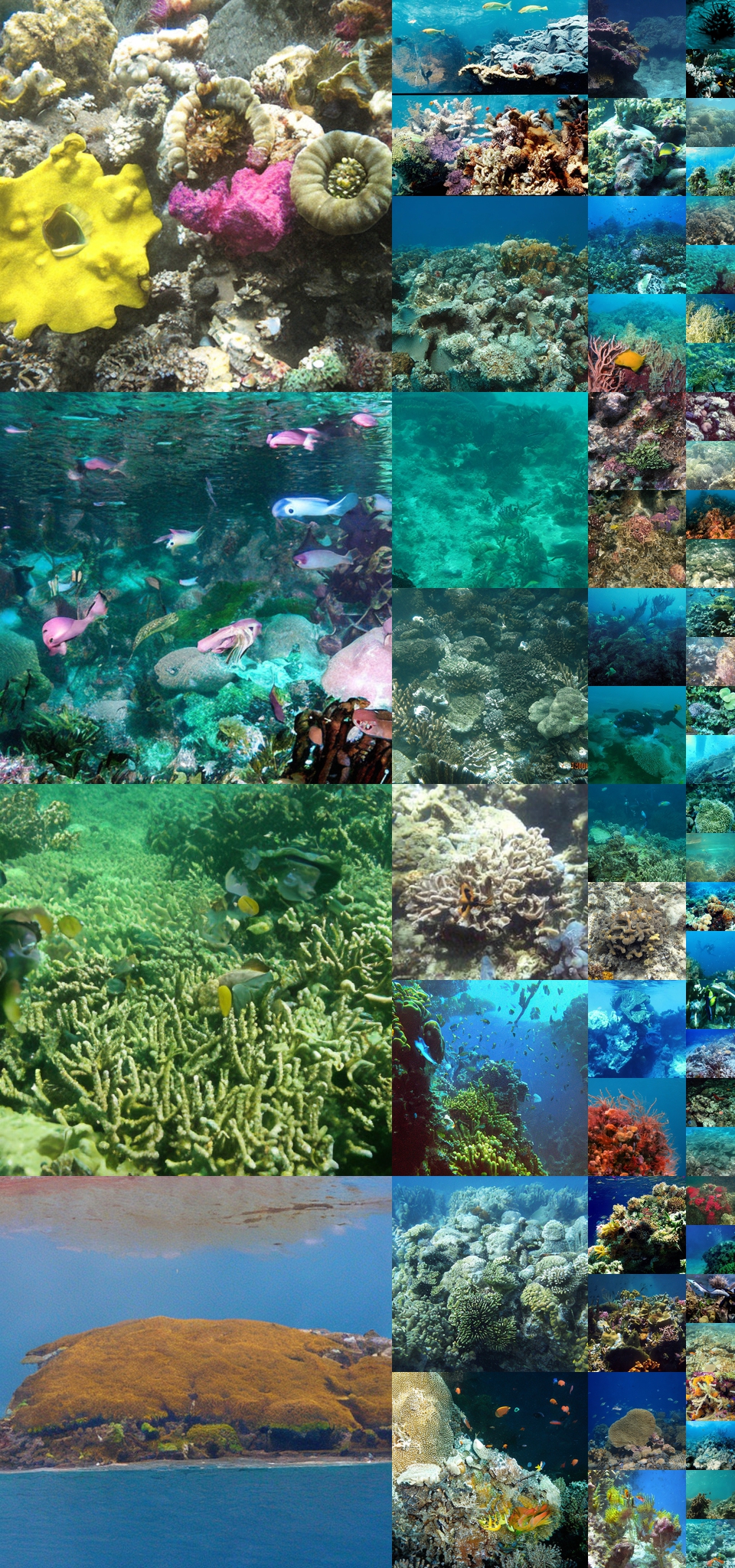 **Figure 24:** **Uncurated $512\times512$ DiT-XL/2 samples.** Classifier-free guidance scale = 1.5 Class label = "coral reef" (973)