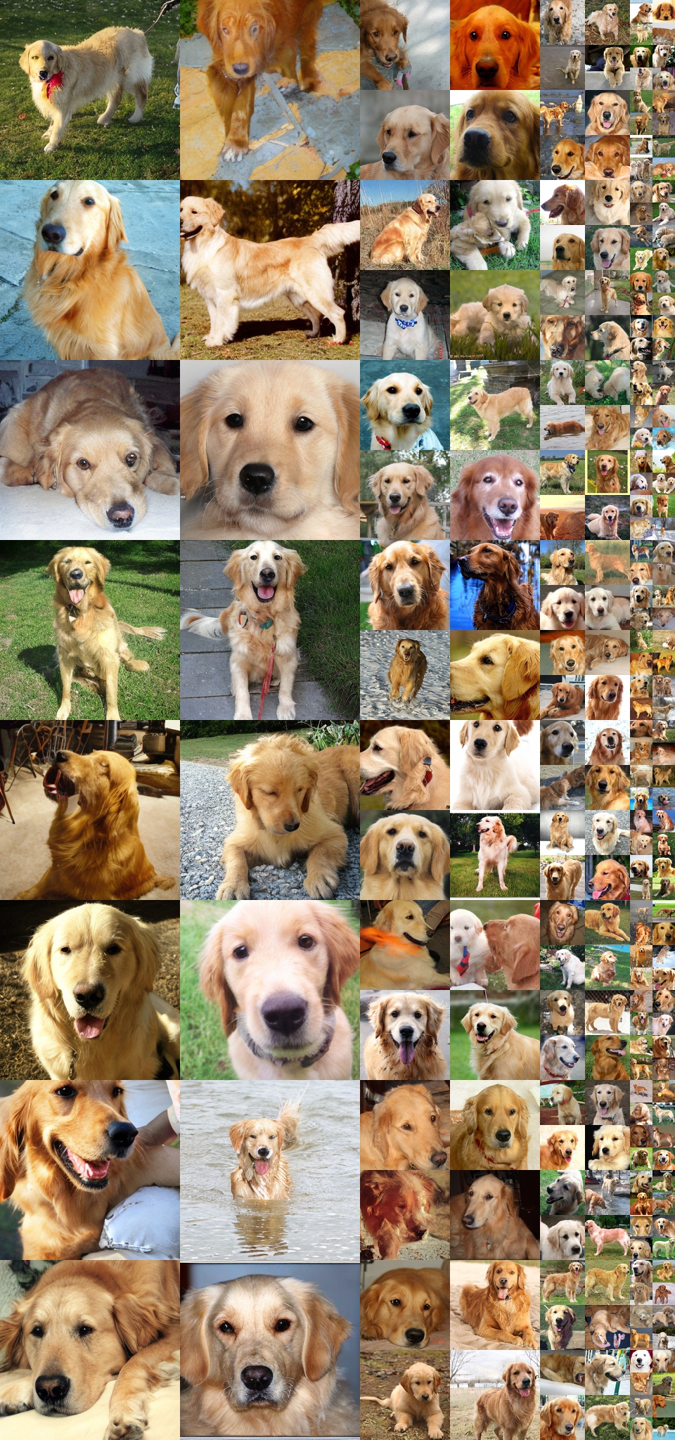 **Figure 30:** **Uncurated $256\times256$ DiT-XL/2 samples.** Classifier-free guidance scale = 2.0 Class label = "golden retriever" (207)