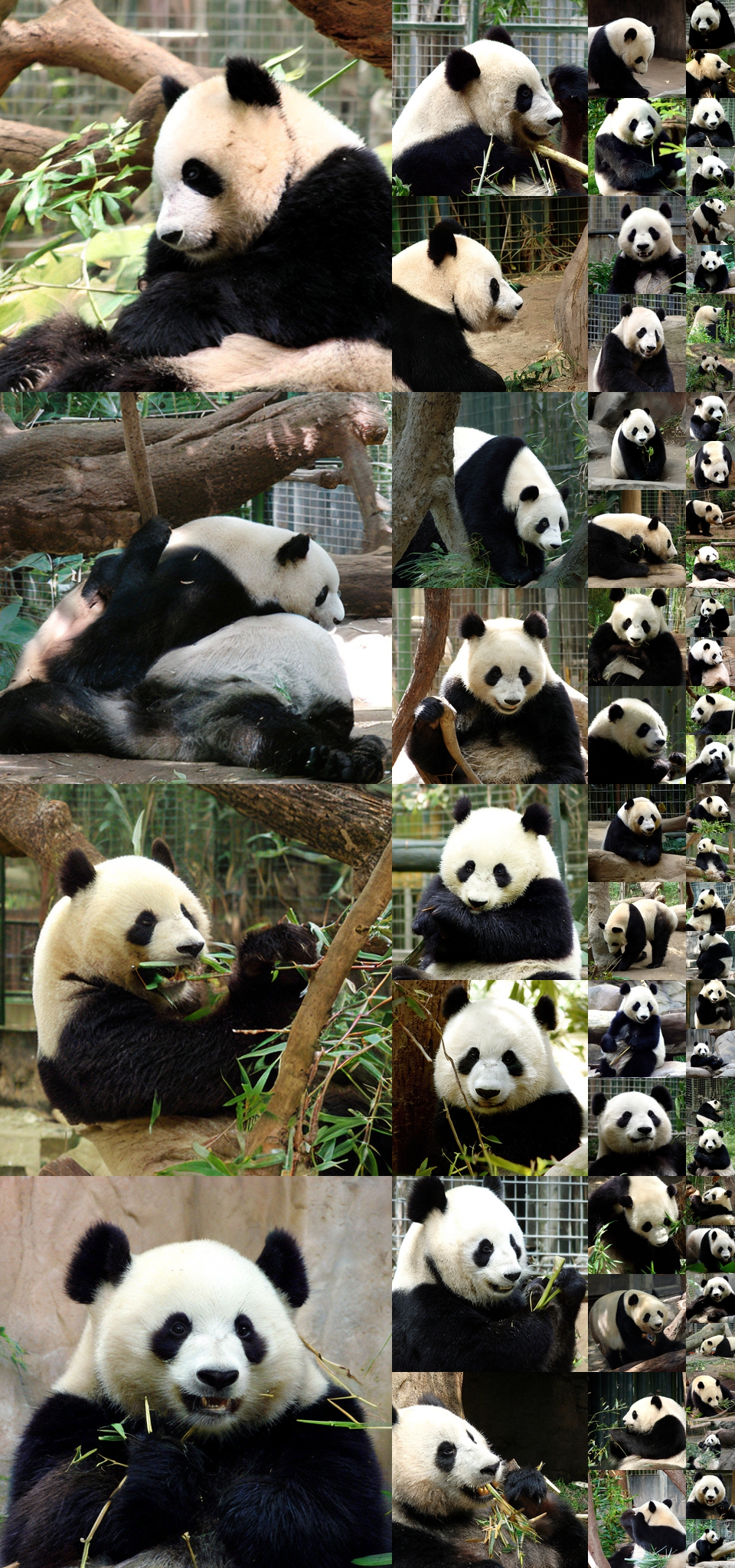 **Figure 23:** **Uncurated $512\times512$ DiT-XL/2 samples.** Classifier-free guidance scale = 2.0 Class label = "panda" (388)