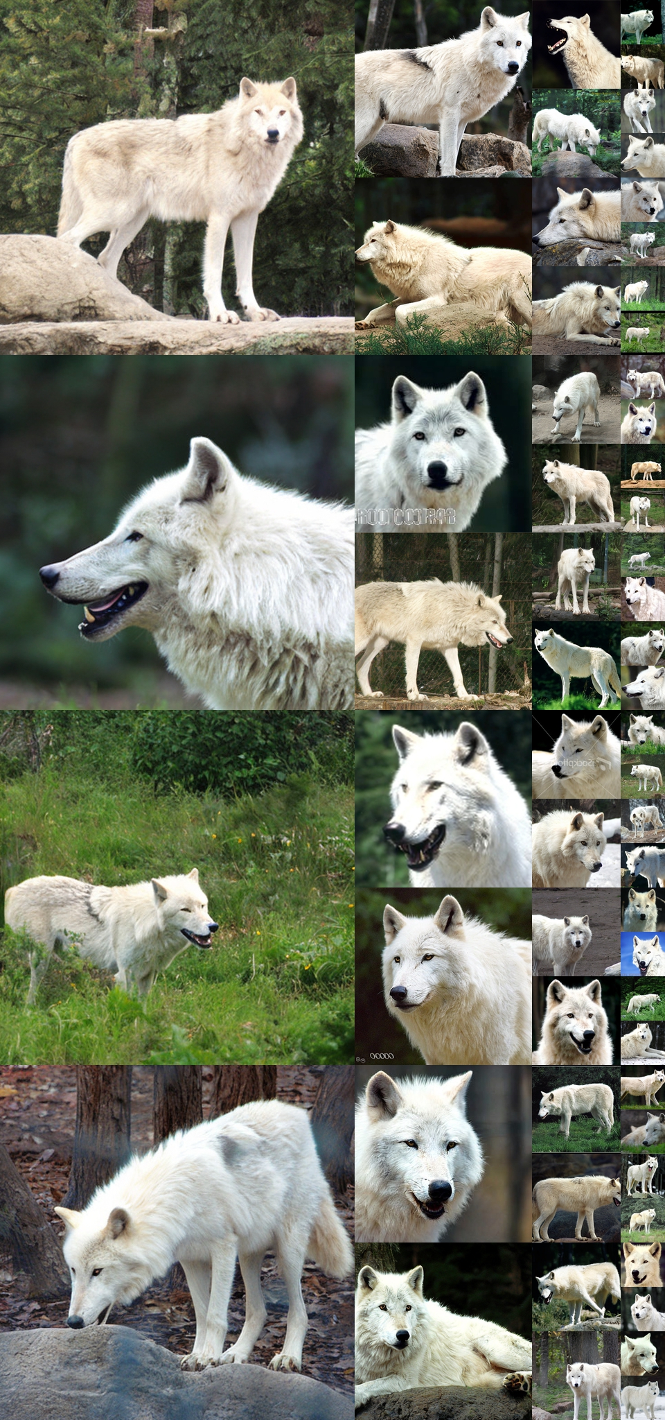 **Figure 14:** **Uncurated $512\times512$ DiT-XL/2 samples.** Classifier-free guidance scale = 4.0 Class label = "arctic wolf" (270)