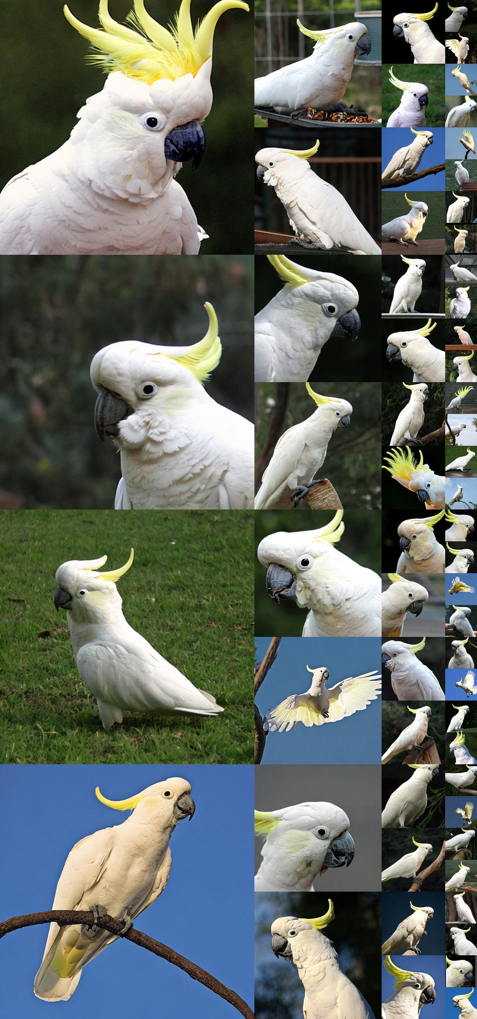 **Figure 17:** **Uncurated $512\times512$ DiT-XL/2 samples.** Classifier-free guidance scale = 4.0 Class label = "sulphur-crested cockatoo" (89)