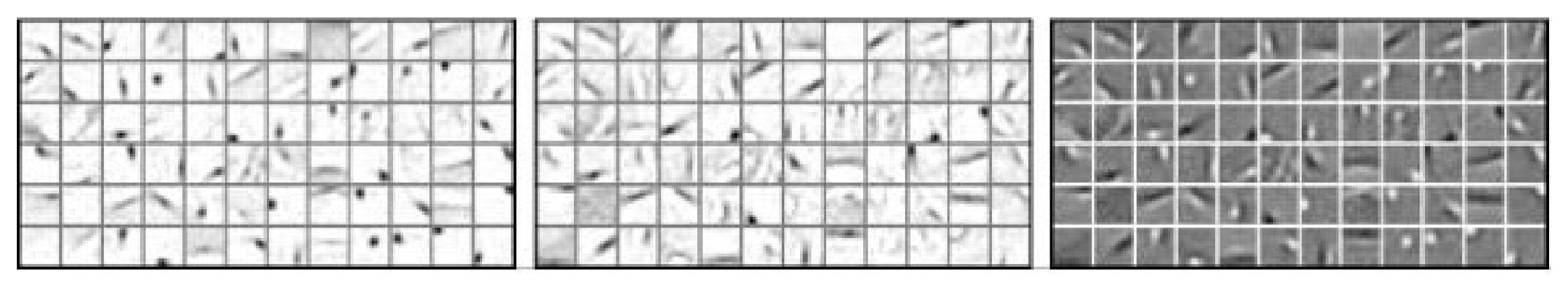 **Figure 5:** Basis vectors from ON/OFF-filtered natural images obtained using NMF with sparseness constraints. The sparseness of the coefficients was fixed at 0.85, and the sparseness of the basis images was unconstrained. As opposed to standard NMF (cf Figure 1 c), the representation is based on oriented, Gabor-like, features.