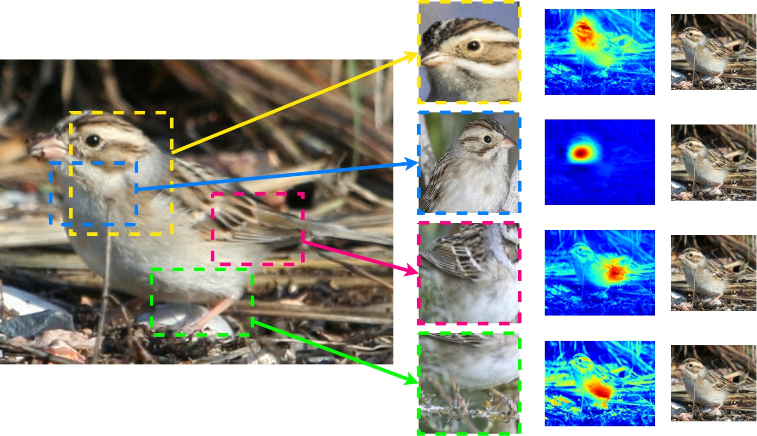 **Figure 5:** Image from the authors of ([49]), indicating that parts of the test image on the left are similar to prototypical parts of training examples. The test image to be classified is on the left, the most similar prototypes are in the middle column, and the heatmaps that show which part of the test image is similar to the prototype are on the right. We included copies of the test image on the right so that it is easier to see what part of the bird the heatmaps are referring to. The similarities of the prototypes to the test image are what determine the predicted class label of the image. Here, the image is predicted to be a clay-colored sparrow. The top prototype seems to be comparing the bird's head to a prototypical head of a clay-colored sparrow, the second prototype considers the throat of the bird, the third looks at feathers, and the last seems to consider the abdomen and leg. Test image from [50]. Prototypes from [51, 52, 53, 54]. Image constructed by Alina Barnett.