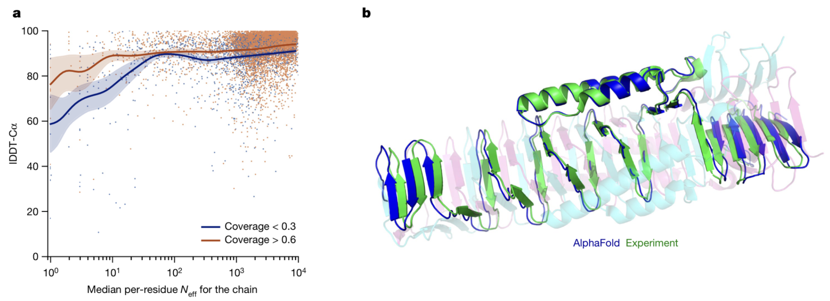 Fig. 5 | Effect of MSA depth and cross-chain contacts. a, Backbone accuracy (lDDT-C$\alpha$) for the redundancy-reduced set of the PDB after our training data cut-off, restricting to proteins in which at most 25% of the long-range contacts are between different heteromer chains. We further consider two groups of proteins based on template coverage at 30% sequence identity: covering more than 60% of the chain ($n = 6,743$ protein chains) and covering less than 30% of the chain ($n = 1,596$ protein chains). MSA depth is computed by counting the number of non-gap residues for each position in the MSA (using the $N_{\text{eff}}$ weighting scheme; see Methods for details) and taking the median across residues. The curves are obtained through Gaussian kernel average smoothing (window size is 0.2 units in $\log_{10}(N_{\text{eff}})$); the shaded area is the 95% confidence interval estimated using bootstrap of 10,000 samples. b, An intertwined homotrimer (PDB 6SK0) is correctly predicted without input stoichiometry and only a weak template (blue is predicted and green is experimental).