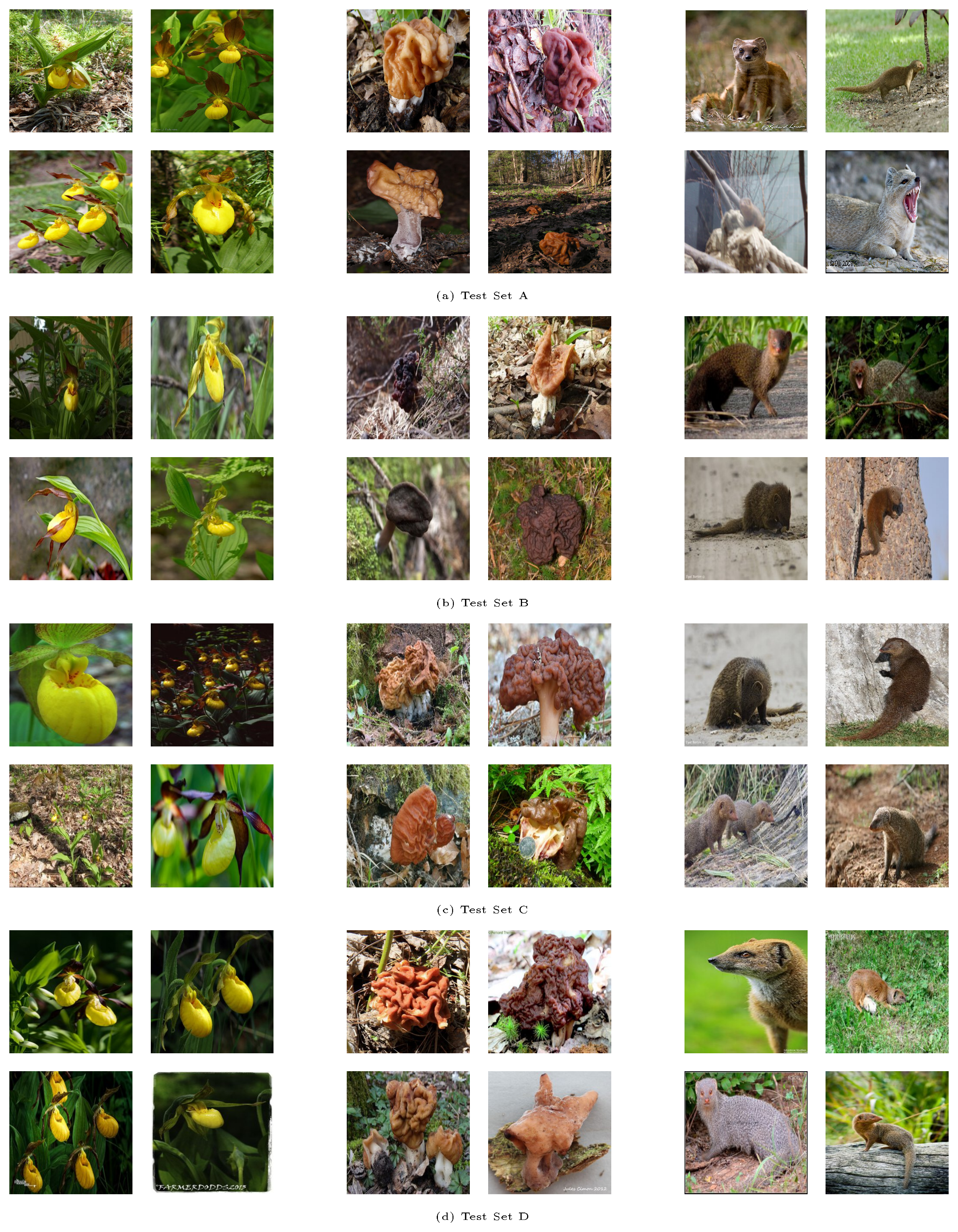 **Figure 14:** Randomly selected images from the original ImageNet validation set and our new ImageNet test sets. We display four images from three randomly selected classes for each of the four datasets (the original validation set and our three test sets described in Section 4). The displayed classes are "Cypripedium calceolus", "gyromitra", and "mongoose". The following footnote reveals which datasets correspond to original and new ImageNet test sets.