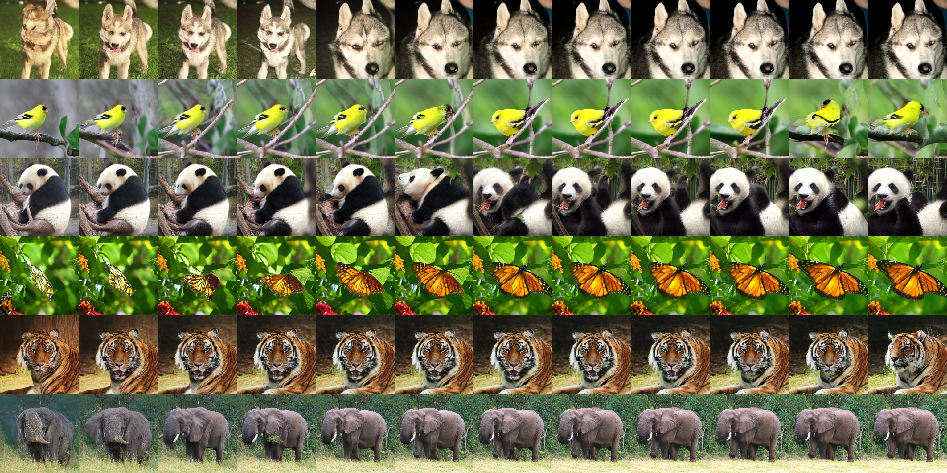 **Figure 12:** Samples when increasing the classifier scale from 0.0 (left) to 5.5 (right). Each row corresponds to a fixed noise seed. We observe that the classifier drastically changes some images, while leaving others relatively unaffected.