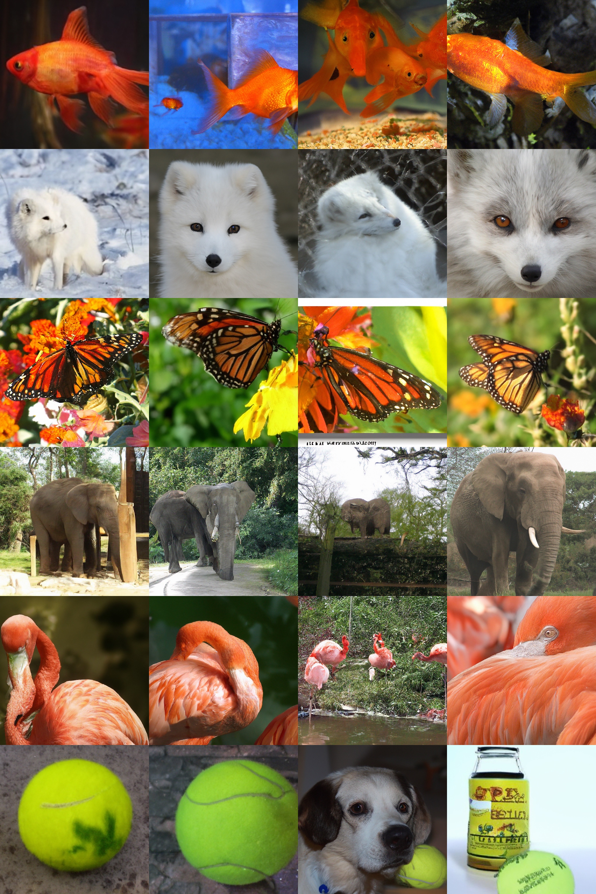 **Figure 18:** Samples from our best 512 $\times$ 512 model (FID: 3.85). Classes are 1: goldfish, 279: arctic fox, 323: monarch butterfly, 386: african elephant, 130: flamingo, 852: tennis ball.