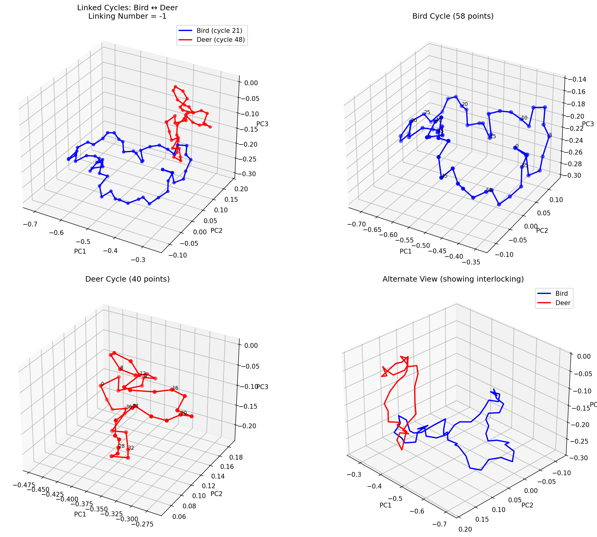 **Figure 7:** Linked cycles in CIFAR-10: bird (blue) and deer (red) with $\operatorname{link} = -1$ at $\varepsilon = 0.034$.