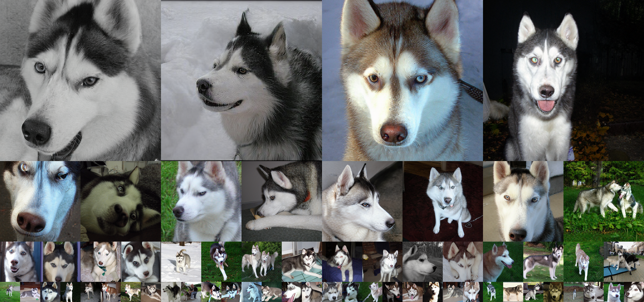 **Figure 14:** Uncurated generation results of 512 $\times$ 512 MAETok + SiT-XL. We use CFG of 2.0. Class label = "Siberian husky" (250).