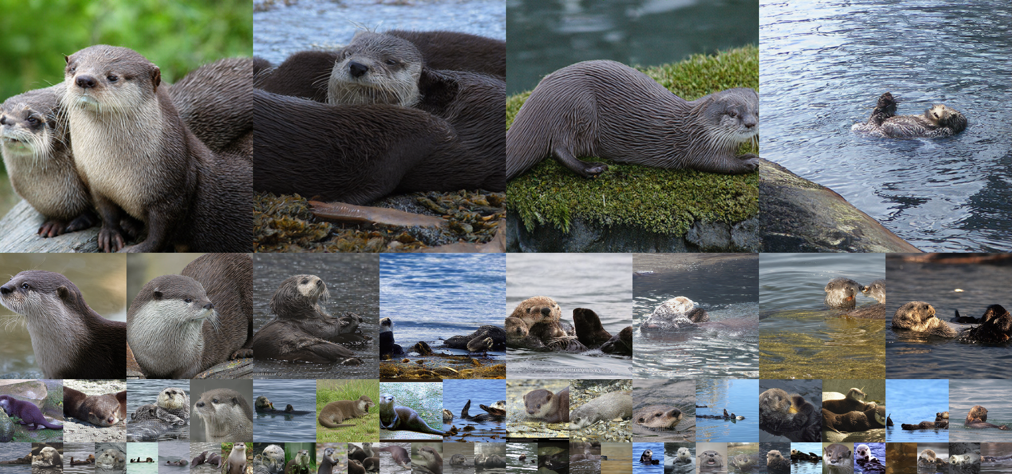 **Figure 16:** Uncurated generation results of 512 $\times$ 512 MAETok + SiT-XL. We use CFG of 2.0. Class label = "Otter" (360).