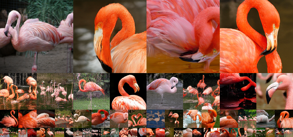 **Figure 13:** Uncurated generation results of 256 $\times$ 256 MAETok + SiT-XL. We use CFG of 3.0. Class label = "Flamingo" (130).