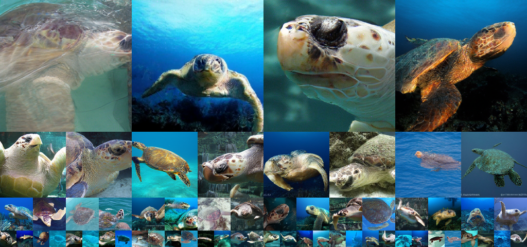 **Figure 10:** Uncurated generation results of 256 $\times$ 256 MAETok + SiT-XL. We use CFG of 3.0. Class label = "Loggerhead" (33).