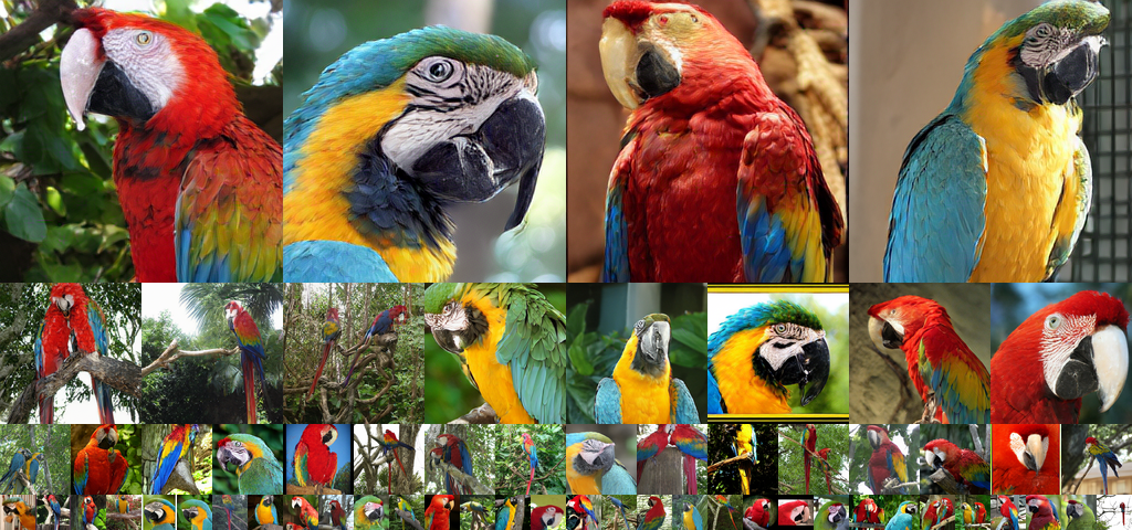 **Figure 11:** Uncurated generation results of 256 $\times$ 256 MAETok + SiT-XL. We use CFG of 3.0. Class label = "Macaw" (88).