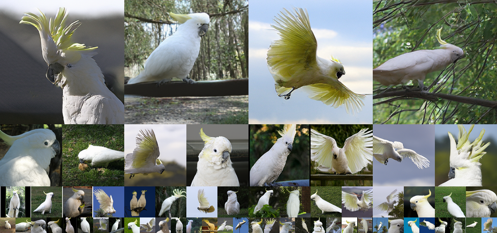 **Figure 12:** Uncurated generation results of 256 $\times$ 256 MAETok + SiT-XL. We use CFG of 3.0. Class label = "Cacatua galerita" (89).