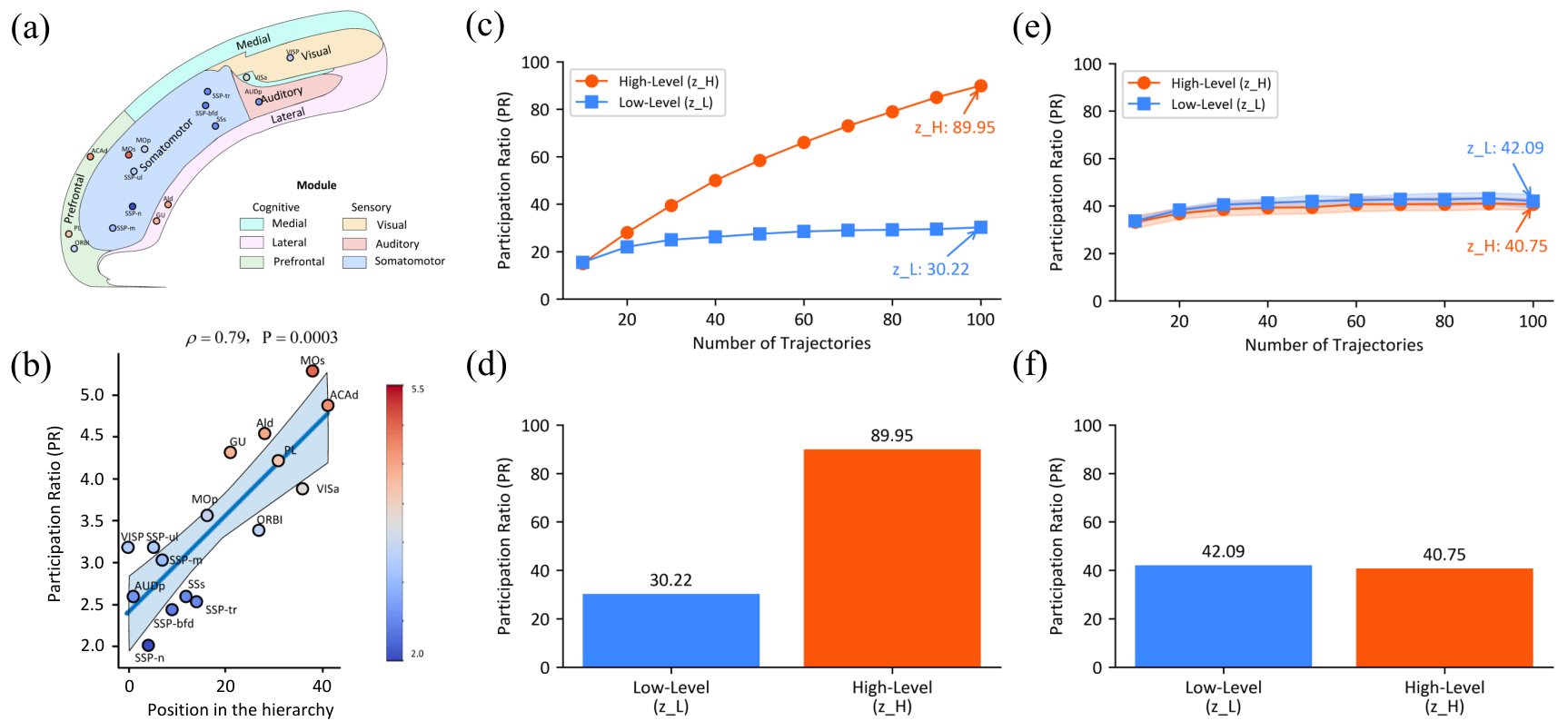 **Hierarchical Dimensionality Organization in the HRM and Mouse Cortex.** (a,b) are adapted from [74]. (a) Anatomical illustration of mouse cortical areas, color-coded by functional modules. (b) Correlation between Participation Ratio (PR), a measure of effective neural dimensionality, and hierarchical position across different mouse cortical areas. Higher positions in the hierarchy (e.g., MOs, ACAd) exhibit significantly higher PR values compared to lower sensory areas (e.g., SSp-n), with a Spearman correlation coefficient of $\rho$ = 0.79 (P = 0.0003). (c,d) **Trained HRM.** (c) PR scaling of the trained HRM with task diversity. The dimensionality of the high-level module ($z_H$) scales with the number of unique tasks (trajectories) included in the analysis, indicating an adaptive expansion of its representational capacity. In contrast, the low-level module's ($z_L$) dimensionality remains stable. (d) PR values for the low-level ($z_L$, PR = 30.22) and high-level ($z_H$, PR = 89.95) modules of the *trained* HRM, computed from neural activity during 100 unique Sudoku-solving trajectories. A clear dimensionality hierarchy is observed, with the high-level module operating in a substantially higher-dimensional space. (e,f) **Analysis of Untrained Network.** To verify that the dimensionality hierarchy is an emergent property of training, the same analyses were performed on an *untrained* HRM with random weights. (e) In contrast to the trained model's scaling in (c), the dimensionality of both modules in the untrained model remains low and stable, failing to scale with the number of tasks. (f) Similarly, contrasting with the clear separation in (d), the PR values for the untrained model's modules ($z_L$, PR = 42.09; $z_H$, PR = 40.75) are low and nearly identical, showing no evidence of hierarchical separation. This confirms that the observed hierarchical organization of dimensionality is a learned property that emerges through training, not an artifact of the model's architecture.